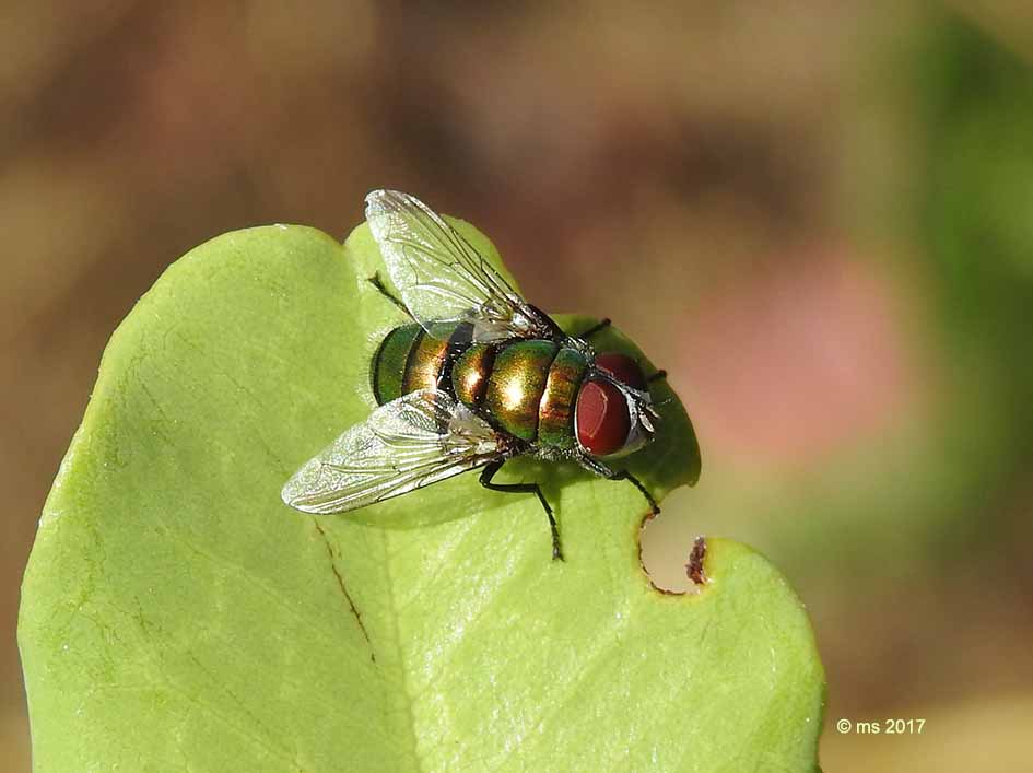 ID Calliphoridae :  maschio di Chrysomya albiceps